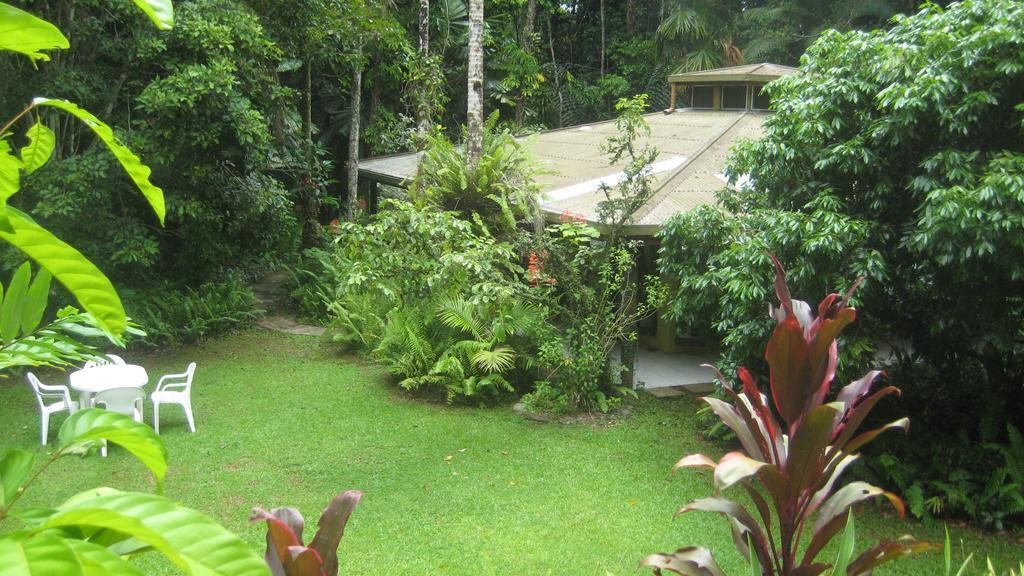 Daintree Deep Forest *